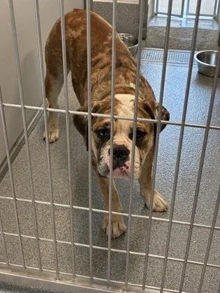 An adult large-sized female American Bulldog dog named Carrie for adoption in Daphne, AL