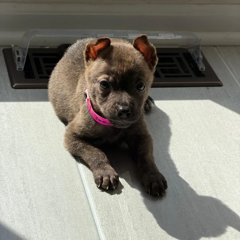 A baby small-sized male Brown / Chocolate Mixed Breed dog named Joey for adoption in Briarcliff Manor, NY