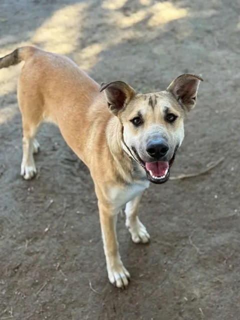 A young medium-sized female Shepherd dog named Suzie for adoption in Riverside, CA
