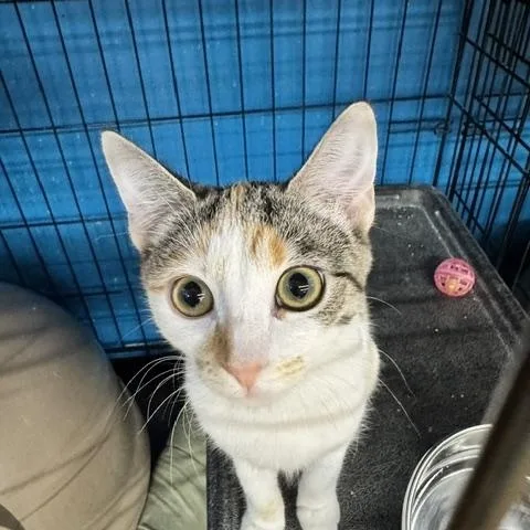 A young medium-sized female Calico Domestic Short Hair cat named Dora and Derry for adoption in Louisville, KY