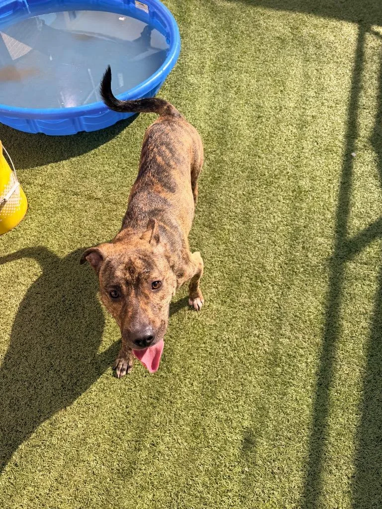 A young medium-sized female Catahoula Leopard Dog dog named Sunni for adoption in Newcastle, OK