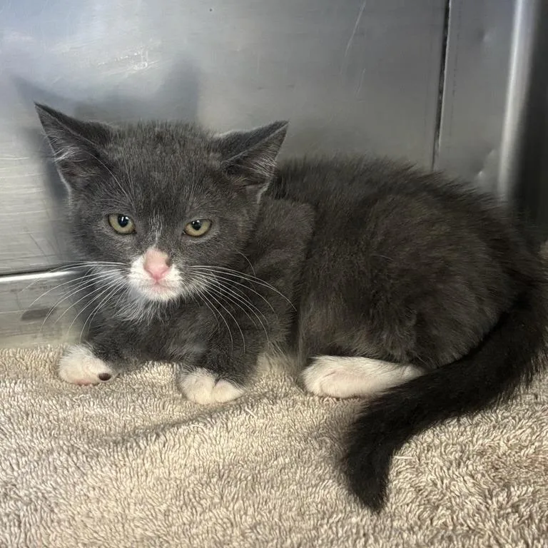 A baby small-sized female Gray / Blue / Silver Domestic Short Hair cat named Gen for adoption in Long Beach, CA