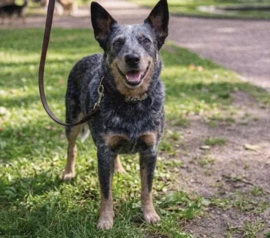 An adult medium-sized male Black Australian Cattle Dog / Blue Heeler dog named Horace for adoption