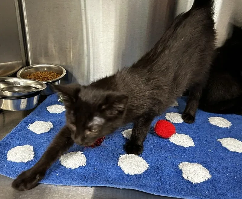 A young medium-sized female Black Domestic Short Hair cat named Gilly for adoption in bellefontaine, OH