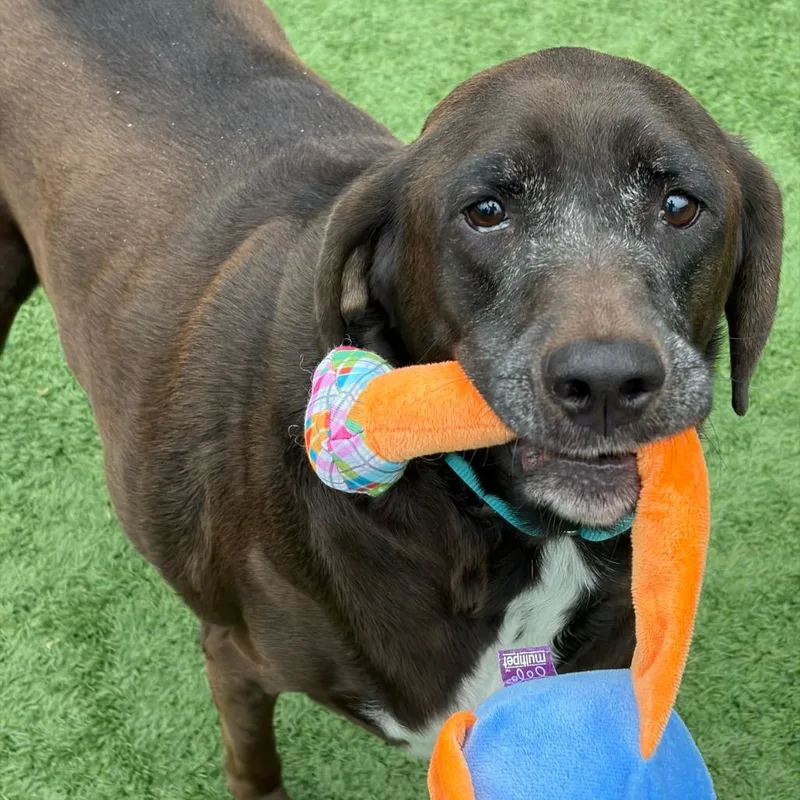 An adult large-sized female Brown / Chocolate Labrador Retriever dog named Dove for adoption in Matteson, IL