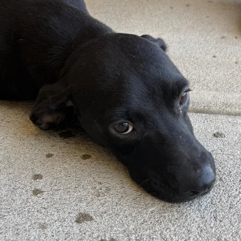 A baby medium-sized male Black Labrador Retriever dog named Sodapop for adoption in Jacksonville, AR