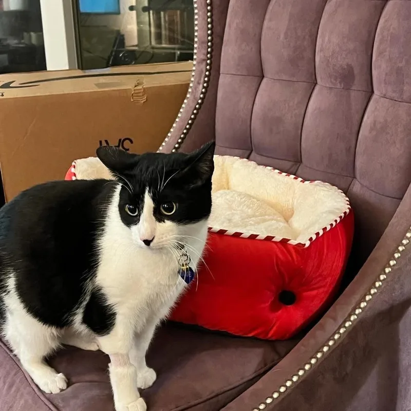An adult large-sized male Black & White / Tuxedo Domestic Short Hair cat named Dude for adoption in Malibu, CA