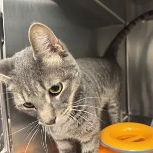 A baby small-sized male Domestic Short Hair cat named Lightning for adoption in Voorhees, NJ