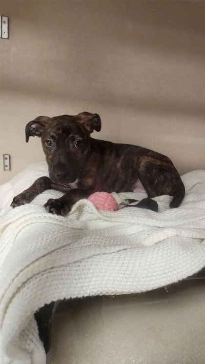 A baby medium-sized male Terrier dog named Ryder for adoption in East Brookfield, MA