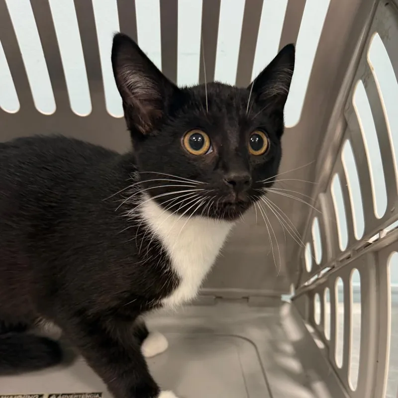 A baby small-sized female Black Domestic Short Hair cat named Scarlette for adoption in Greensboro, NC