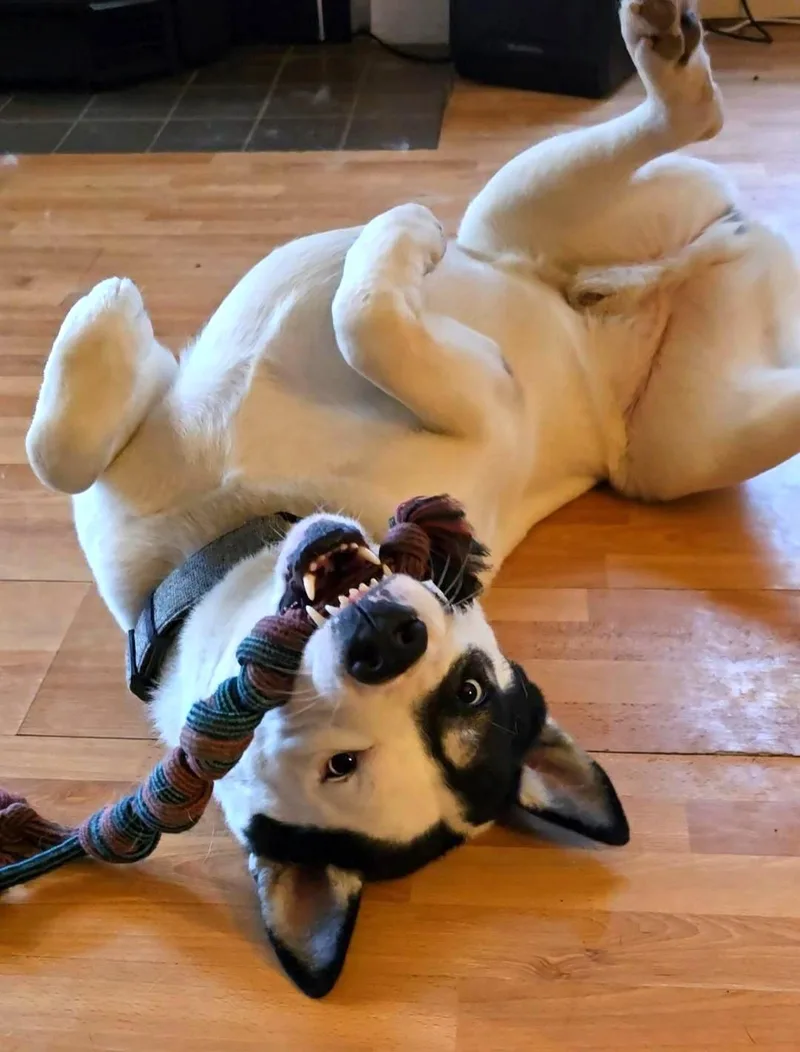 An adult medium-sized male White / Cream Siberian Husky dog named Patch for adoption in Ventura, CA