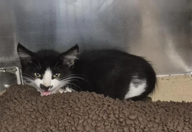 A baby small-sized male Domestic Short Hair cat named Pocket for adoption in Decatur, IL