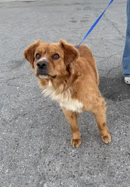 A young medium-sized male Golden Retriever dog named Huey  URGENT  for adoption in Thousand Oaks, CA