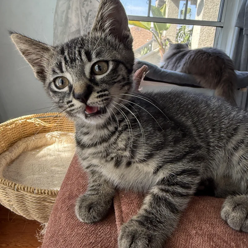 Kira