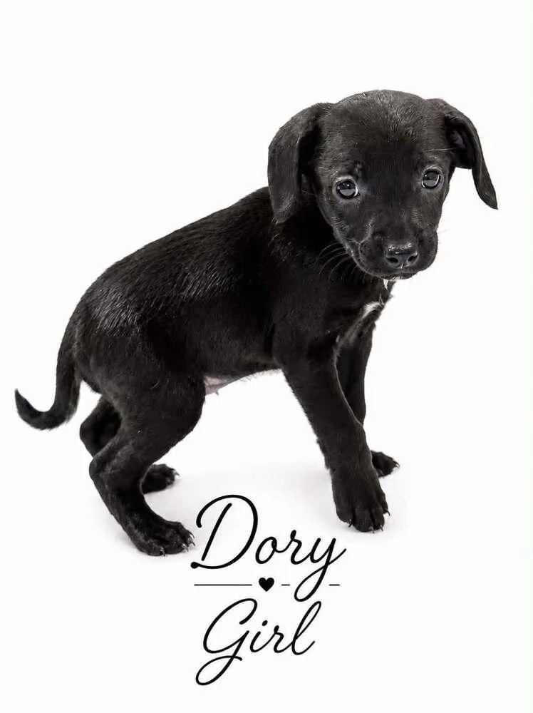 Dory