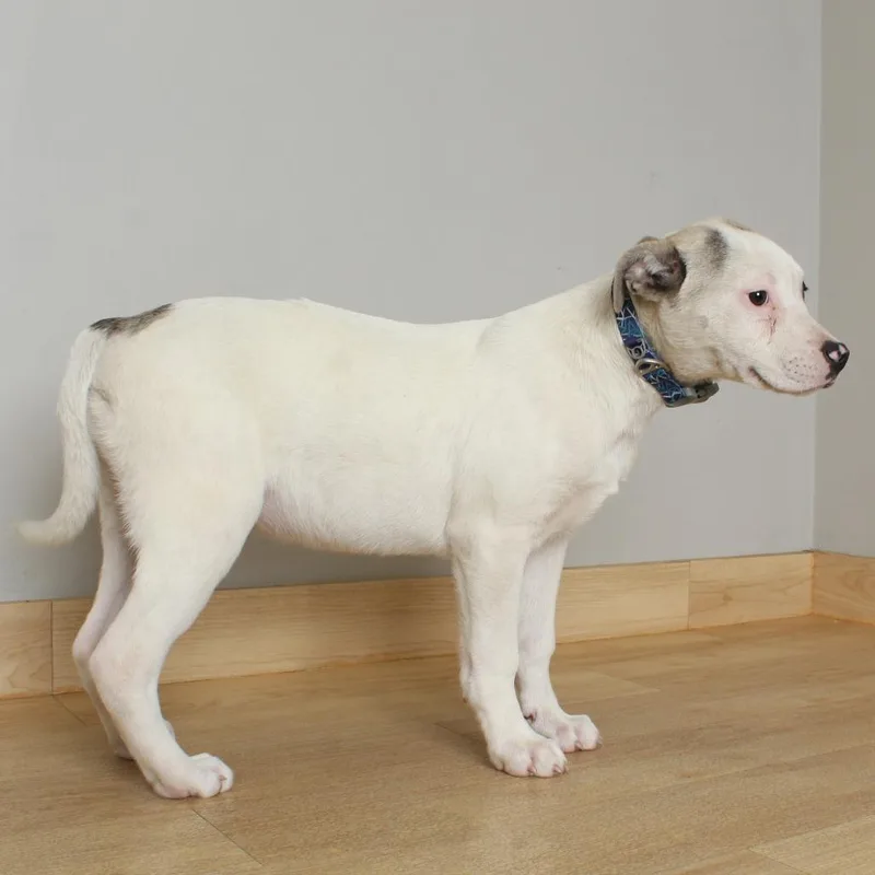 A baby medium-sized female White / Cream Pit Bull Terrier dog named Azul D for adoption in Minnetonka, MN