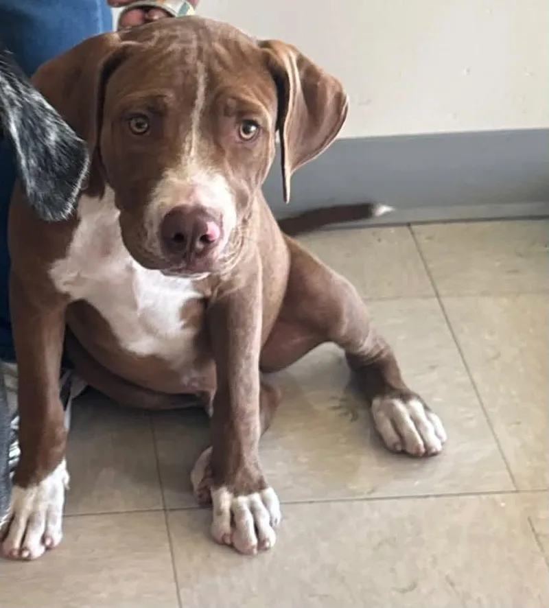 A young medium-sized male Mixed Breed dog named Jesse for adoption in Rowlett, TX
