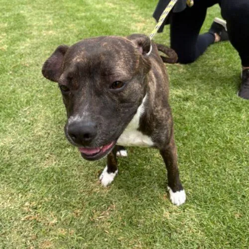 An adult medium-sized female Pit Bull Terrier dog named Bernice for adoption in San Juan Capistrano, CA