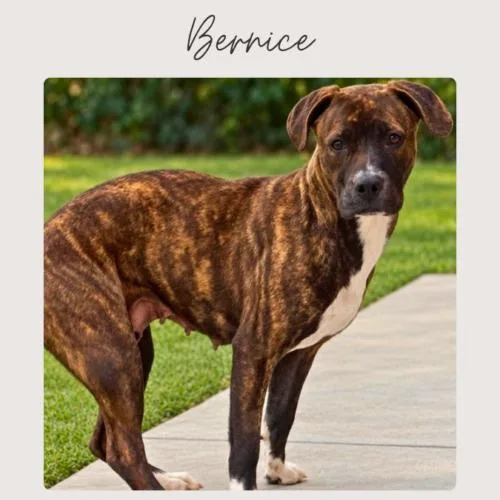 Bernice thumbnail 2