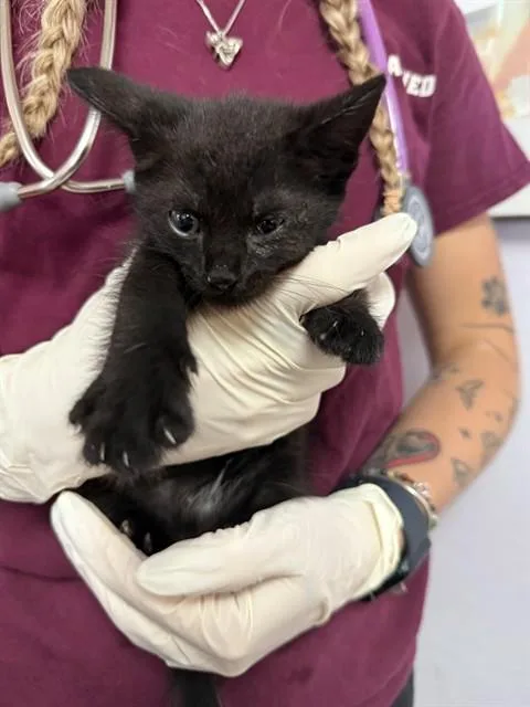 A baby small-sized male Domestic Short Hair cat named Fritter for adoption in Fort Walton Beach, FL