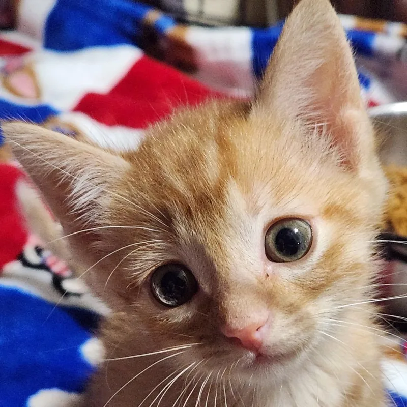 A baby small-sized female Orange / Red Domestic Short Hair cat named Peaches K for adoption in Corsicana, TX