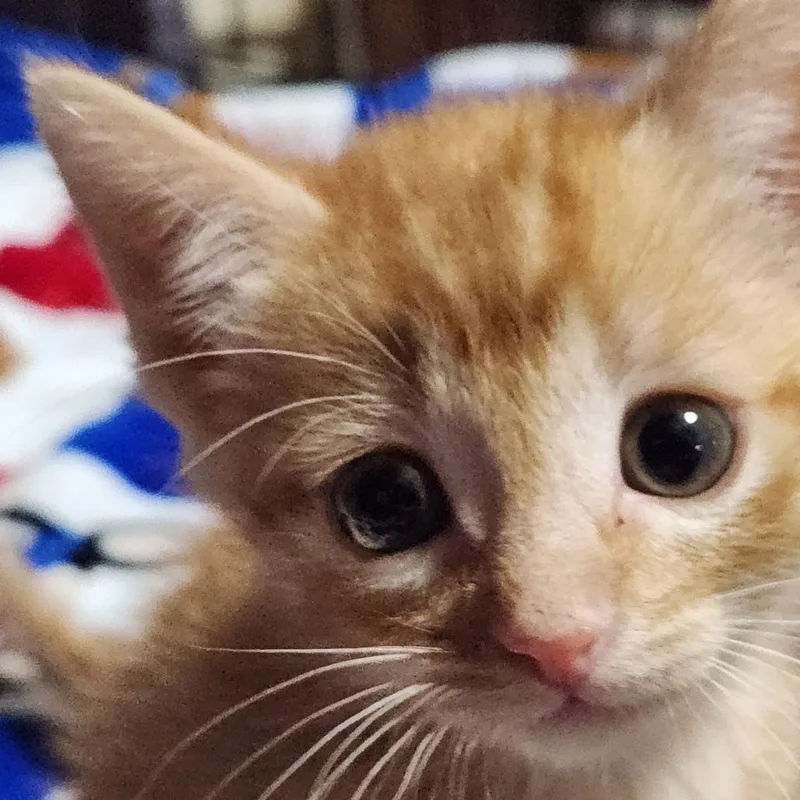 Peaches K thumbnail 2