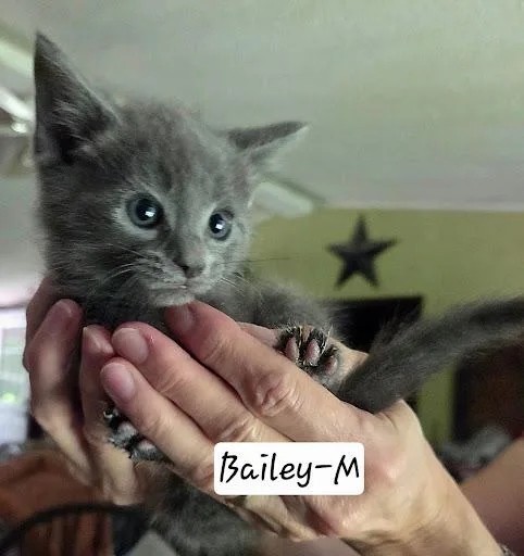 A baby small-sized male American Shorthair cat named Bailey for adoption in Danbury, CT