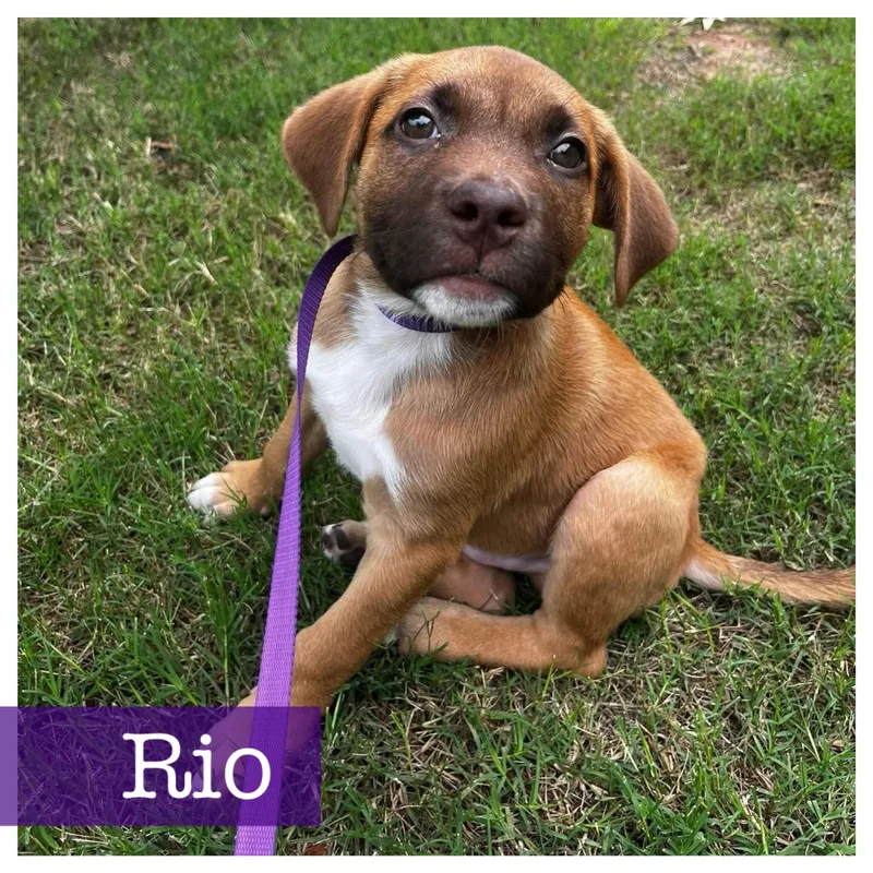 Rio thumbnail 3