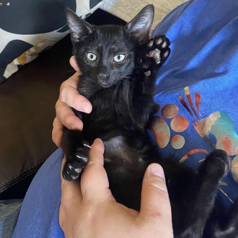 A baby small-sized female Black Domestic Short Hair cat named Myrtle for adoption in Prosper, TX