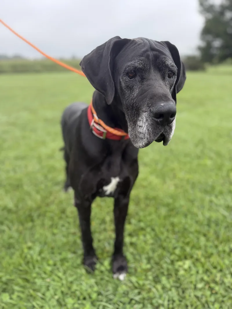 An adult extra large-sized female Great Dane dog named Luna for adoption in Wooster, OH