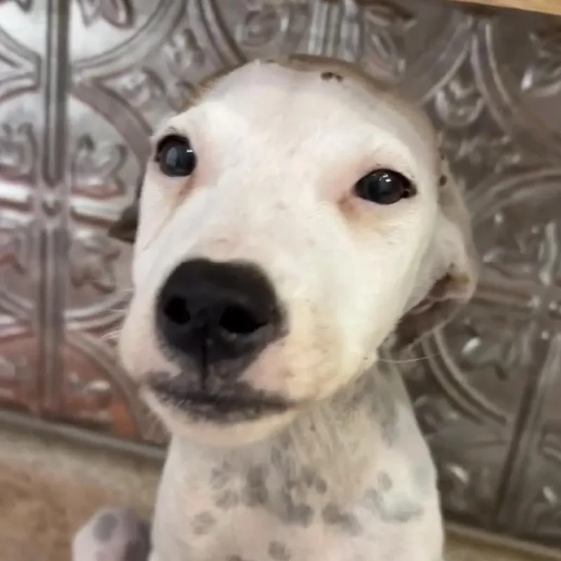 A baby medium-sized female White / Cream Pointer dog named Cotton for adoption in Quakertown, PA