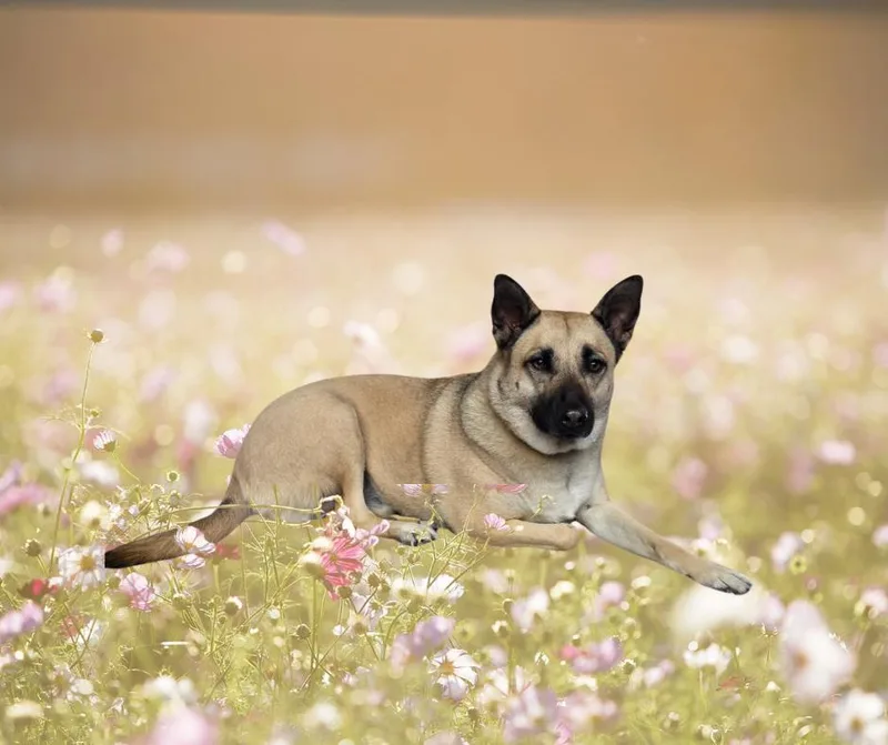An adult medium-sized female Yellow / Tan / Blond / Fawn Shepherd dog named Penny for adoption in Dallas, GA