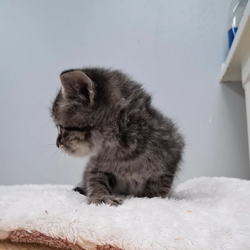 A baby medium-sized male Tabby (Gray / Blue / Silver) Domestic Short Hair cat named Clive for adoption in Charleston, SC