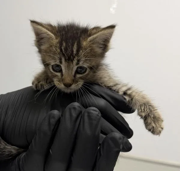 A baby small-sized male Domestic Short Hair cat named Cheese for adoption in San Diego, CA