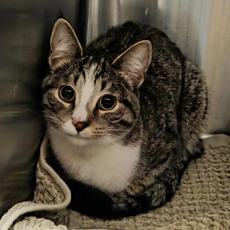 A young small-sized female White Domestic Short Hair cat named Ducky for adoption in Hinsdale, IL