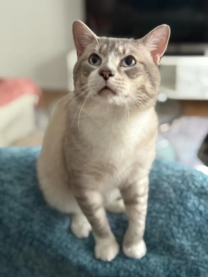An adult medium-sized male Tabby (Gray / Blue / Silver) Domestic Short Hair cat named Baritone for adoption in New York, NY