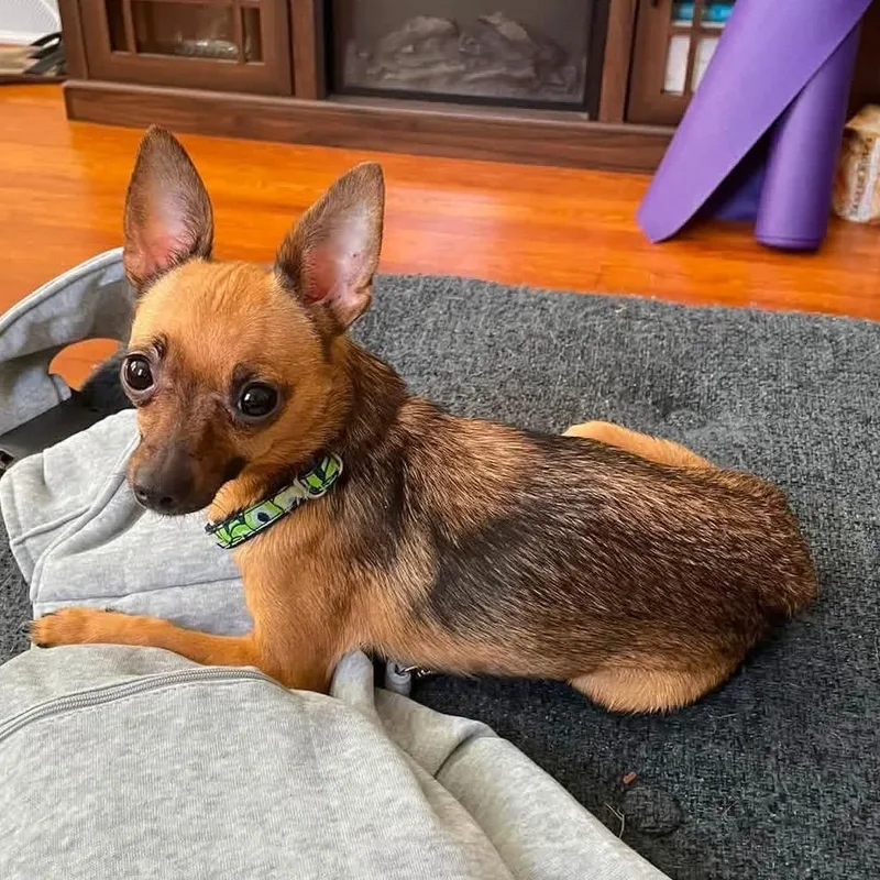 An adult small-sized female Yellow / Tan / Blond / Fawn Mixed Breed dog named Pro Se for adoption in Fredericksburg, VA