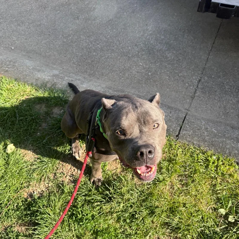 An adult large-sized male Gray / Blue / Silver Mixed Breed dog named Blue for adoption in Mentor, OH