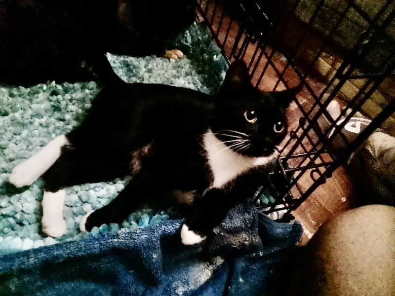 A young medium-sized female Black & White / Tuxedo Domestic Short Hair cat named Holly for adoption in Oviedo, FL