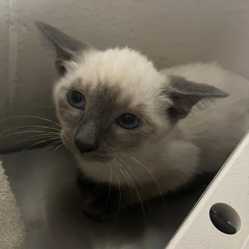 A baby small-sized male Cream / Ivory Domestic Short Hair cat named Purrlock Holmes for adoption in Birmingham, AL