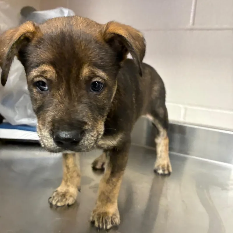 A baby small-sized female Brown / Chocolate Shepherd dog named Jazzy for adoption in San Antonio, TX