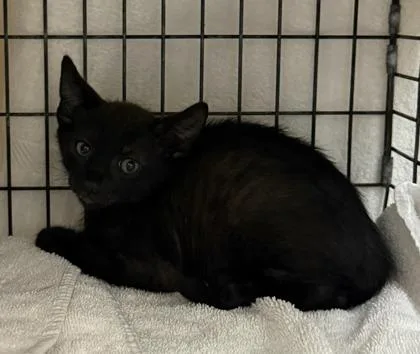 A baby small-sized male Domestic Short Hair cat named Bai for adoption in Honolulu, HI