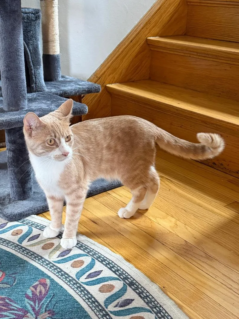 A baby medium-sized male Orange & White Domestic Short Hair cat named Ham for adoption in Mokena, IL