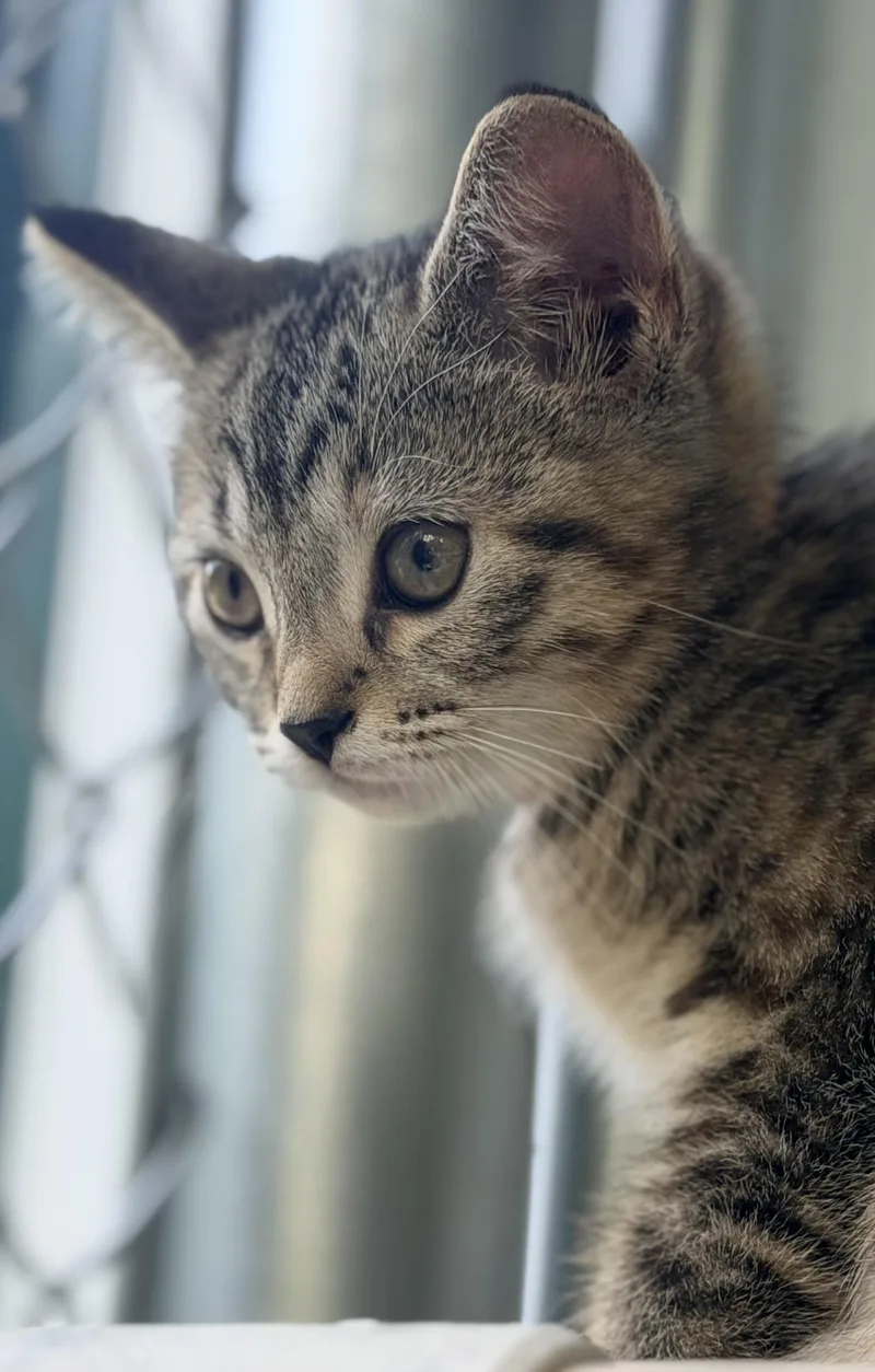 A baby small-sized female Tabby (Buff / Tan / Fawn) Tabby cat named Taffy for adoption in Pittsburgh, PA