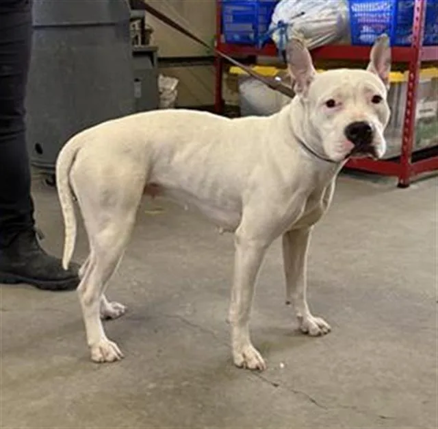 A young large-sized female Pit Bull Terrier dog named Pearl for adoption in Camarillo, CA