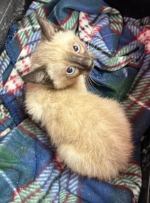 A baby small-sized male Siamese cat named Drizzle for adoption in Hartsville, SC