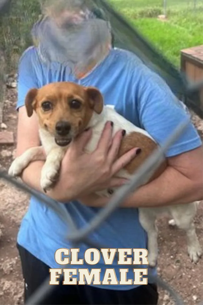 Clover
