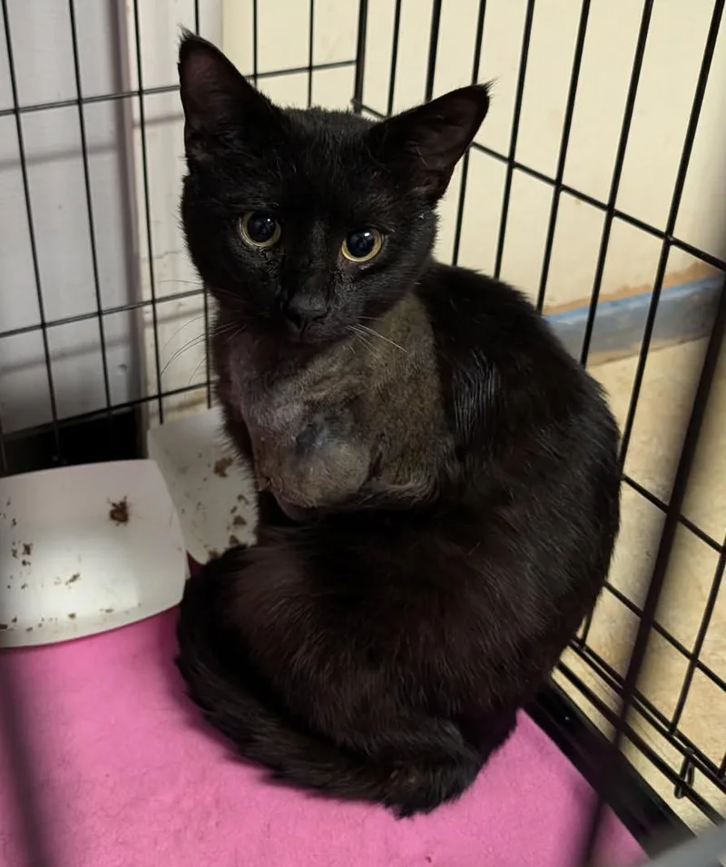 An adult medium-sized male Black Domestic Short Hair cat named Miguel for adoption in Marietta, OH