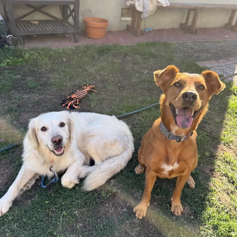 An adult medium-sized male White / Cream Golden Retriever dog named Goose for adoption in San Diego, CA