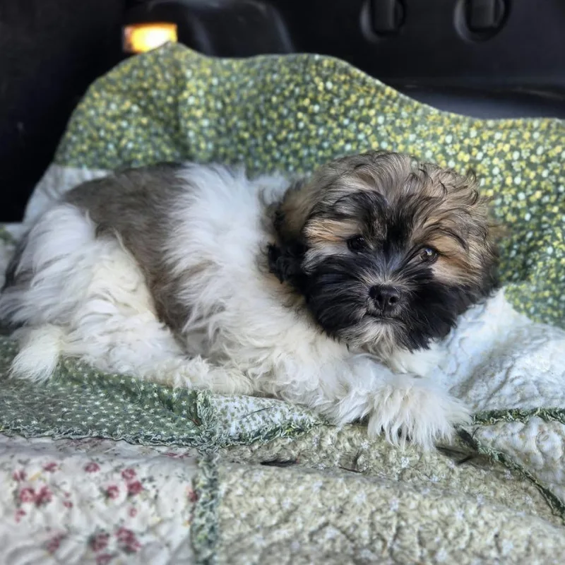 A baby small-sized male Yellow / Tan / Blond / Fawn Shih Tzu dog named Zig Zag for adoption in Wadena, MN
